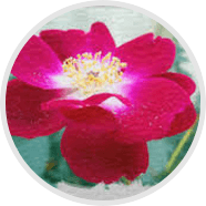 Natural Swedish Flower Pollen raw ingredient used in the formulation of Semenax dietary supplement.