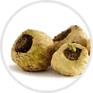 Natural Maca root herb raw ingredient used in the formulation of Semenax dietary supplement.